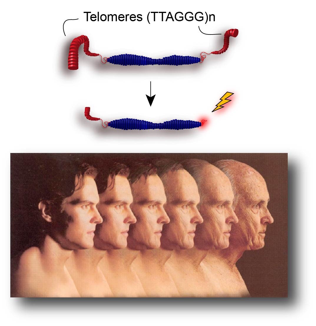 Massage_Therapy_Center_Telomeresinaging