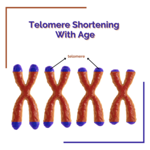 Massage Therapy Center Telomere Aging 768X768 1